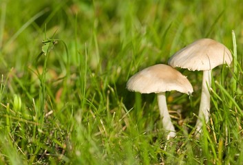 Mushroom