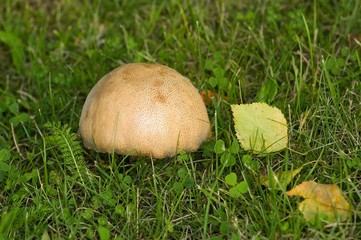 Mushroom