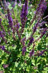 Obraz premium purple flowers