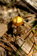 Mushroom