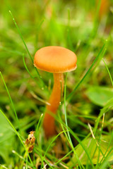Mushroom
