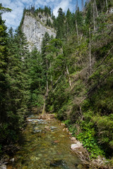 A mountain river with a spruce forests and mountain peaks in the background