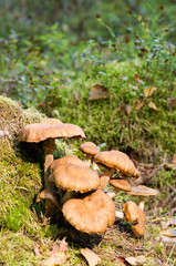 Mushroom