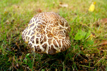 Mushroom