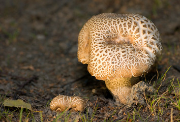 Mushroom