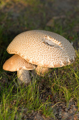 Mushroom