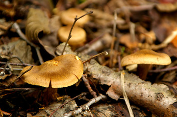Mushroom