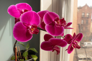 purple orchid flower on background