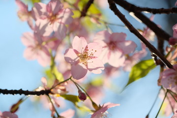 お花見。満開の桜。Hanami Festibal. Beautiful Japanese Cherry Blossoms.