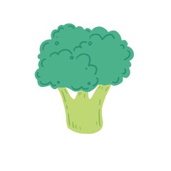 Broccoli vector illustration isolated. Concept of healthy food, vegetable. Broccoli have abstract, cartoon, hand drawn style.
