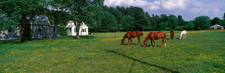 Panoramic view of horses grazing in springtime field, Eastern Shore, MD