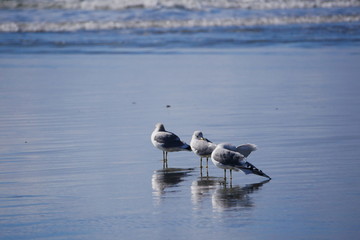 Three seagulls stand alone reflections below and waves in the background