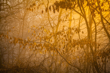 Obraz premium Golden sunrise in the forest Eifel, Germany