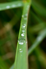 Water drops