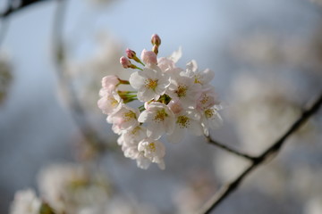 お花見。満開の桜。Hanami Festibal. Beautiful Japanese Cherry Blossoms.
