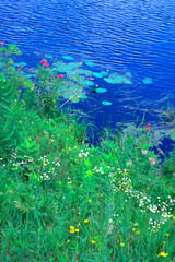 Fototapeta na wymiar Shoreline and lily pads Wisconsin.