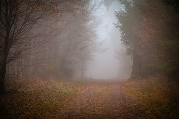 Fototapeta na wymiar Fog in a forest in the Eifel,Germany