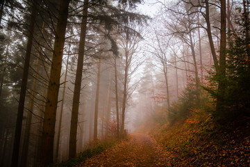 Fototapeta premium Fog in a forest in the Eifel,Germany