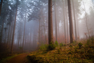 Fog in a forest in the Eifel,Germany