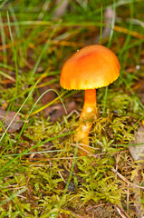 Mushroom