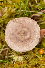 Mushroom