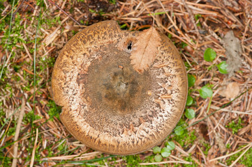 Mushroom