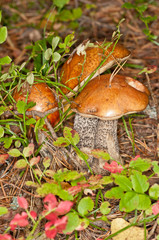 Mushroom