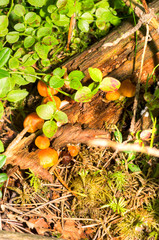 Mushroom