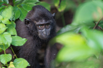 Affe, Indonesien, Nationalpark Tangkoko