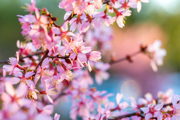 cherry blossom