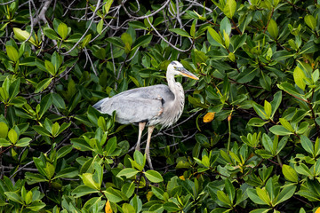 Lookout - Great Blue Heron 