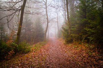 Fog in a forest in the Eifel,Germany