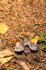 Mushroom