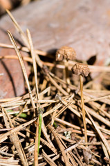 Mushroom