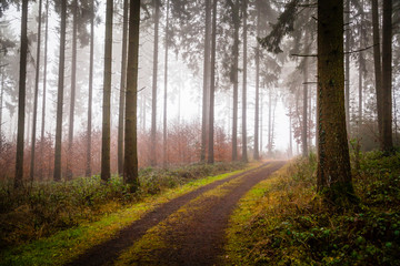 Fog in a forest in the Eifel,Germany