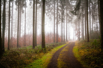 Fog in a forest in the Eifel,Germany