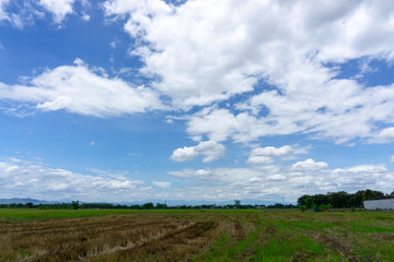 A wide famer agriculture land of rice plantation farm after harvest season, under beautiful white fluffy cloud formation on vivid blue sky in a sunny day,  countryside of Thailand