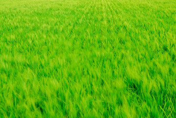 paddy field in long exposure