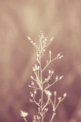 Soft focus Green Grass Flower  abstarct spring ,nature background