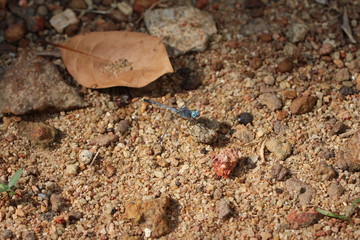 Blaue Kleinlibelle in Sri Lanka