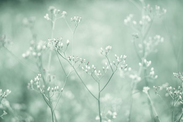 Soft focus Grass Flower  abstarct spring ,nature background