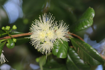 Close up of the pale yellow / white spiky flower on a Cattley guava tree