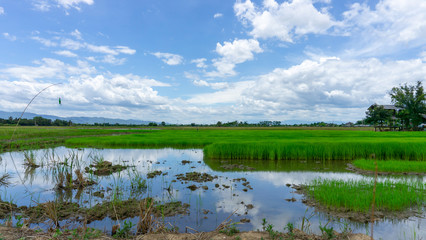 Obraz na płótnie Canvas Famer agriculture land of rice plantation farm in planting season, a hut beside green young rice in water, under white fluffy cloud formation on blue sky in a sunny day, countryside of Thailand