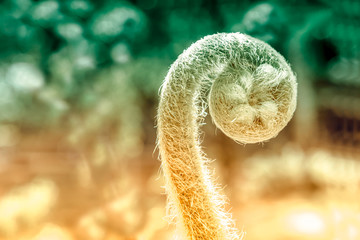 young of green fern leave  spring nature wallpaper  background