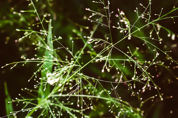 soft focus  wild grass flower  blooming  with bokeh light  ,abstract  nature background
