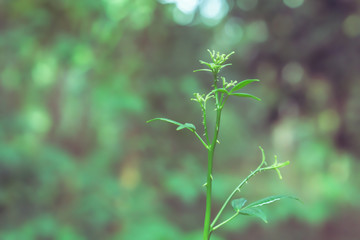 Green leaves spring   with bokeh light  ,fresh and lelax nature photo background