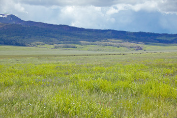 Fototapeta premium Spring grasslands and mountains in Centennial Valley near Lakeview, MT