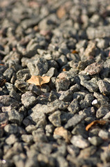 Rocks