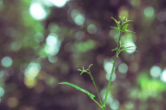 Green leaves spring   with bokeh light  ,fresh and lelax nature photo background