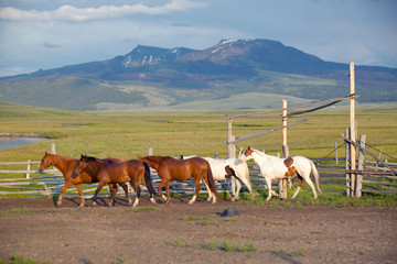 Arabian horses running in corral at Peggy Delaney's ranch in Centennial Valley, near Lakeview, MT